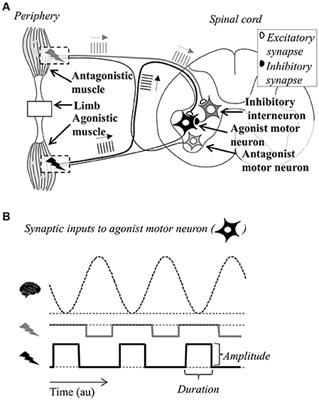 Electrical Stimulation of Afferent Pathways for the Suppression of Pathological Tremor